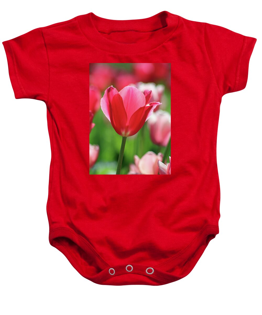 Tulip Baby Onesie featuring the photograph Tulips - Beauty In Bloom 99 by Pamela Critchlow