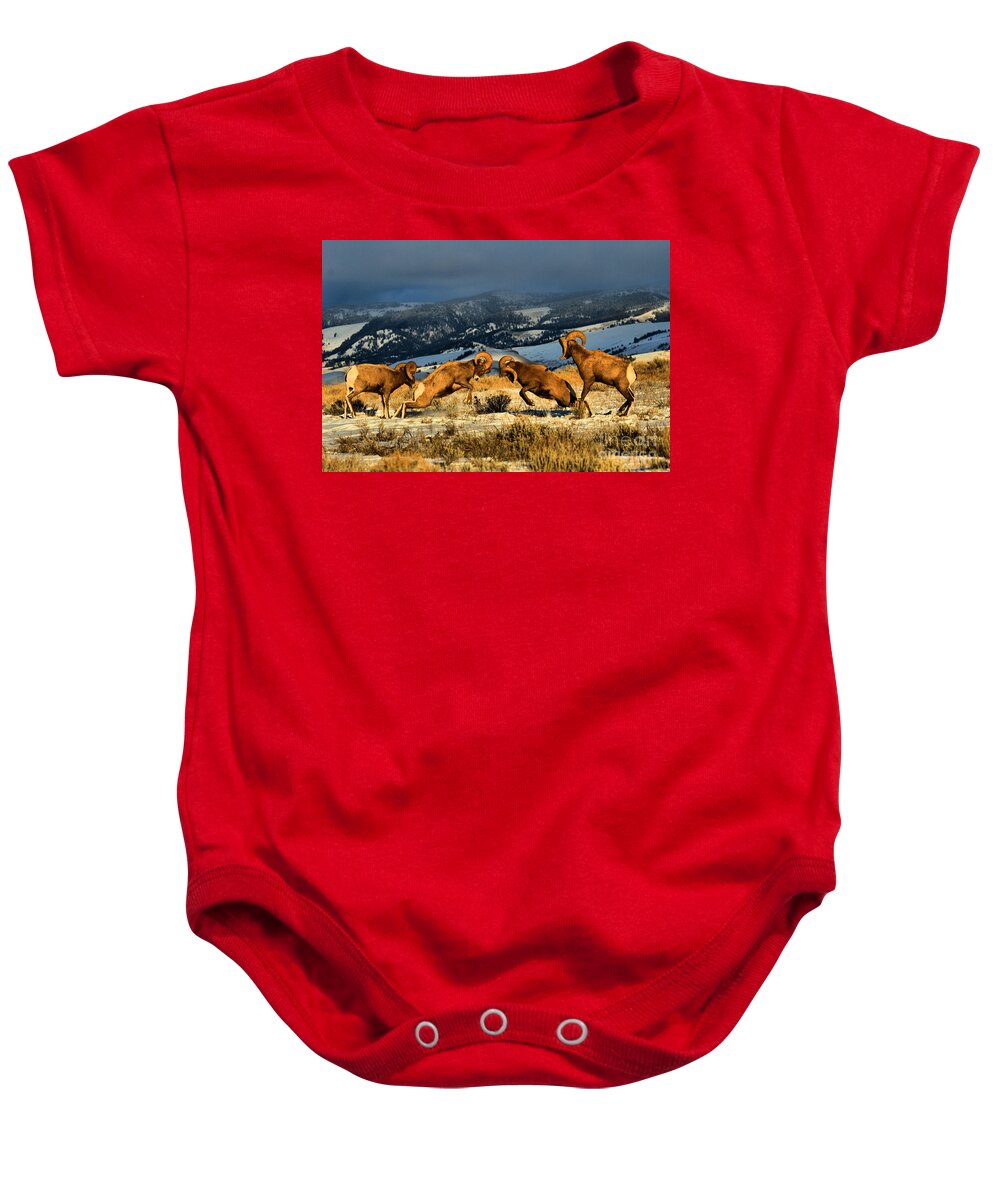 Bighorns Baby Onesie featuring the photograph Wyoming Bighorn Brawl by Adam Jewell