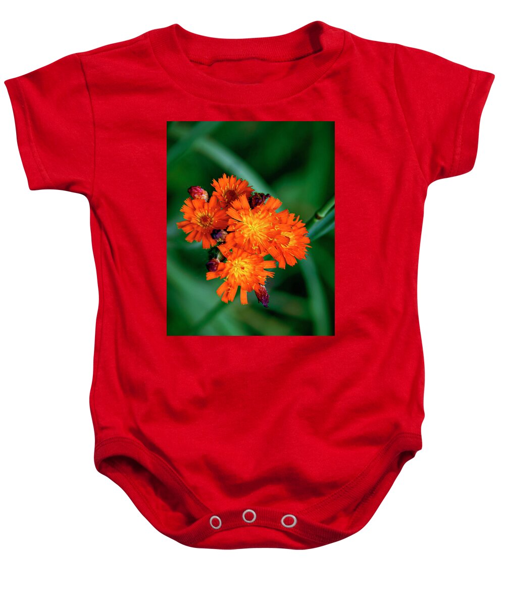 Floral Baby Onesie featuring the photograph Orange Hawkweed by LeeAnn McLaneGoetz McLaneGoetzStudioLLCcom