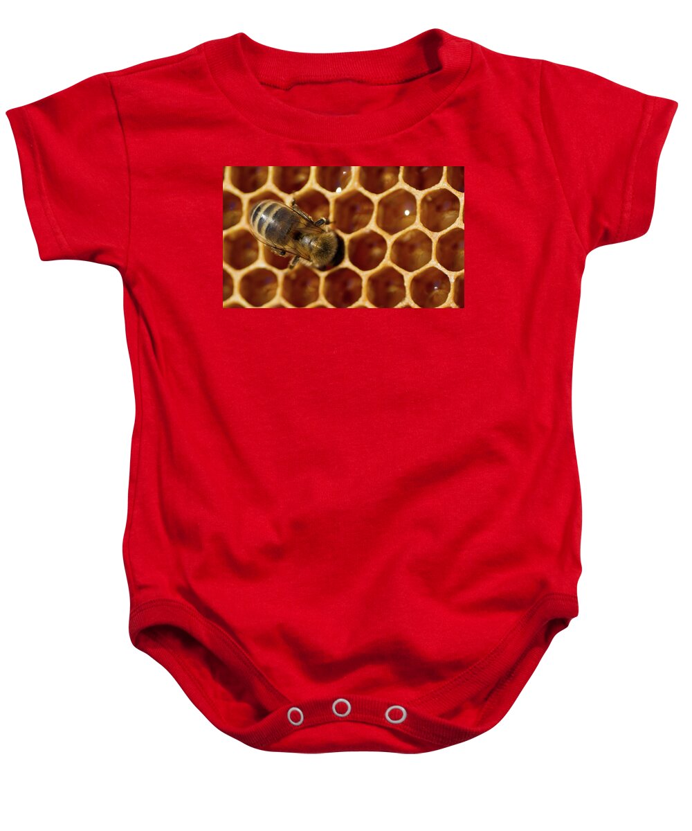Animal Baby Onesie featuring the photograph Close-up of one bee on honeycomb by Jean-Luc Farges