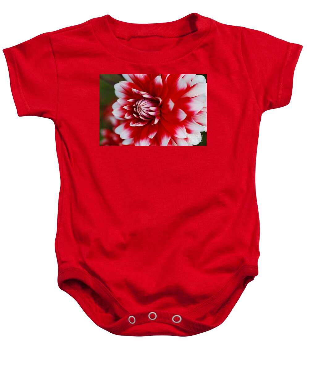 Fire And Ice Baby Onesie featuring the photograph Dahlia Rich Red and White by Joy Watson