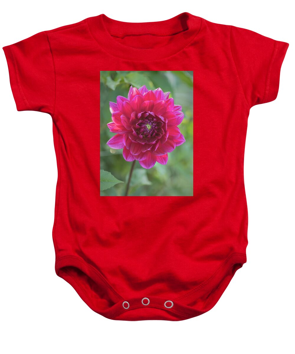 Flowers Baby Onesie featuring the photograph Glowing Dahlia by Robert Fawcett
