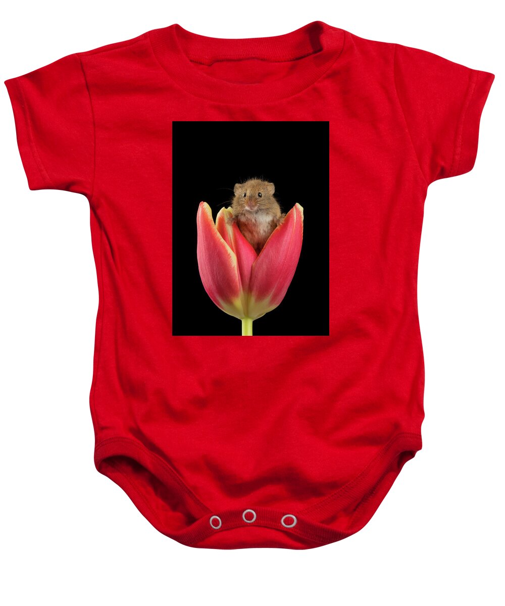 Harvest Baby Onesie featuring the photograph Harvest Mouse-1601 by Miles Herbert
