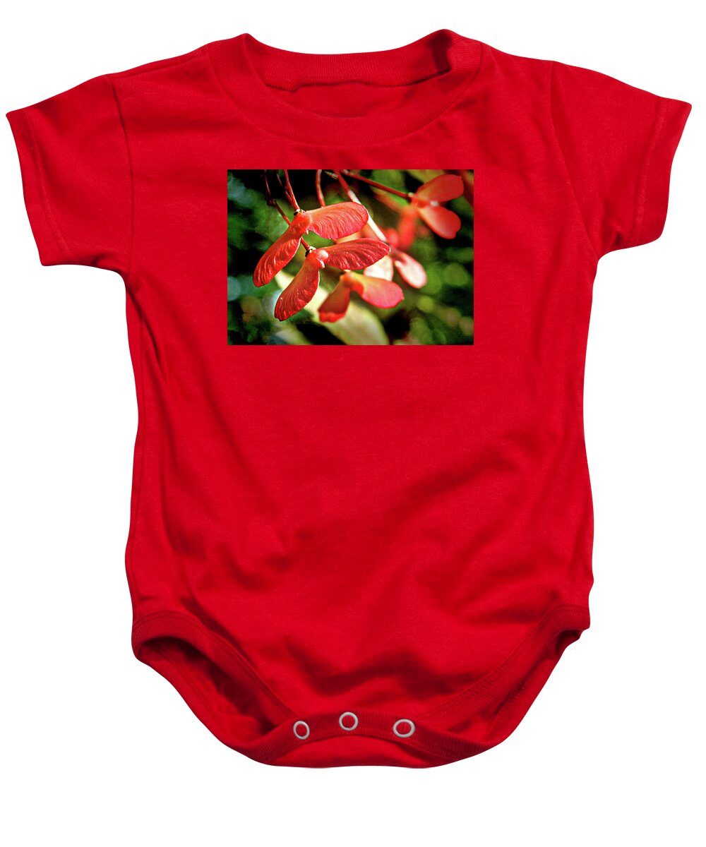 Japanese Red Maple Tree Seed Pods Baby Onesie featuring the photograph Japanese Red Maple Tree Seed Pods by Susan Maxwell Schmidt