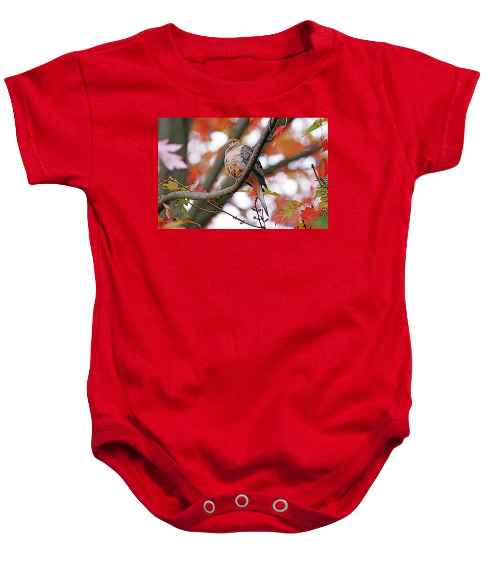 Dove Baby Onesie featuring the photograph Mourning Dove In Fall Maple Tree by Debbie Oppermann
