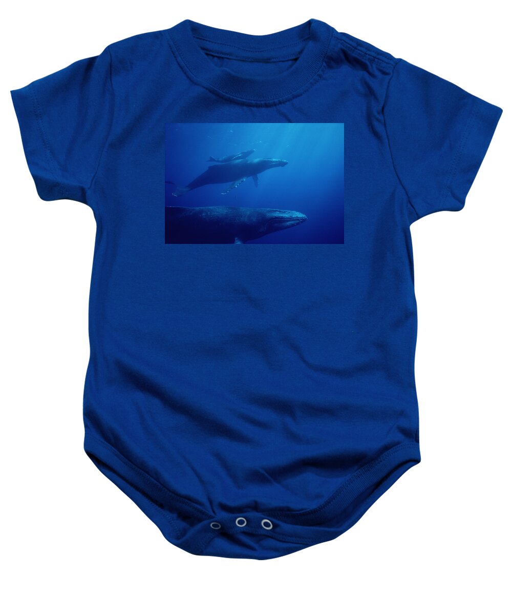 Feb0514 Baby Onesie featuring the photograph Humpback Whale Mother Calf And Male by Flip Nicklin