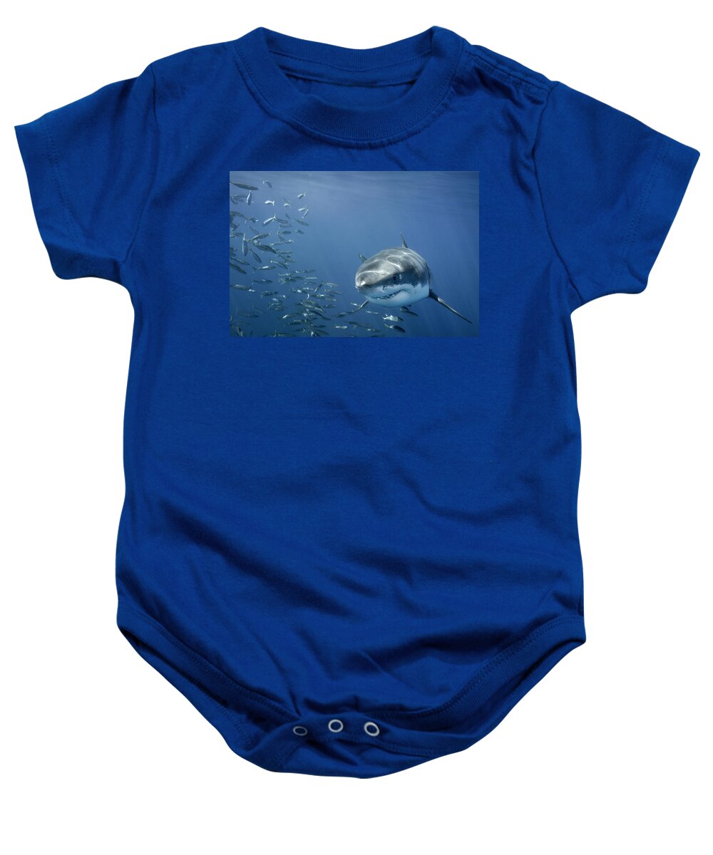Animals In The Wild Baby Onesie featuring the photograph White Shark Grin by Chris Ross