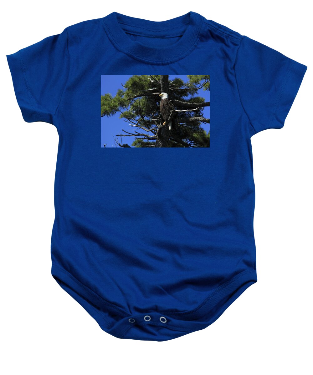 Bird Baby Onesie featuring the photograph Bald Eagle perched on tree by Gary Corbett
