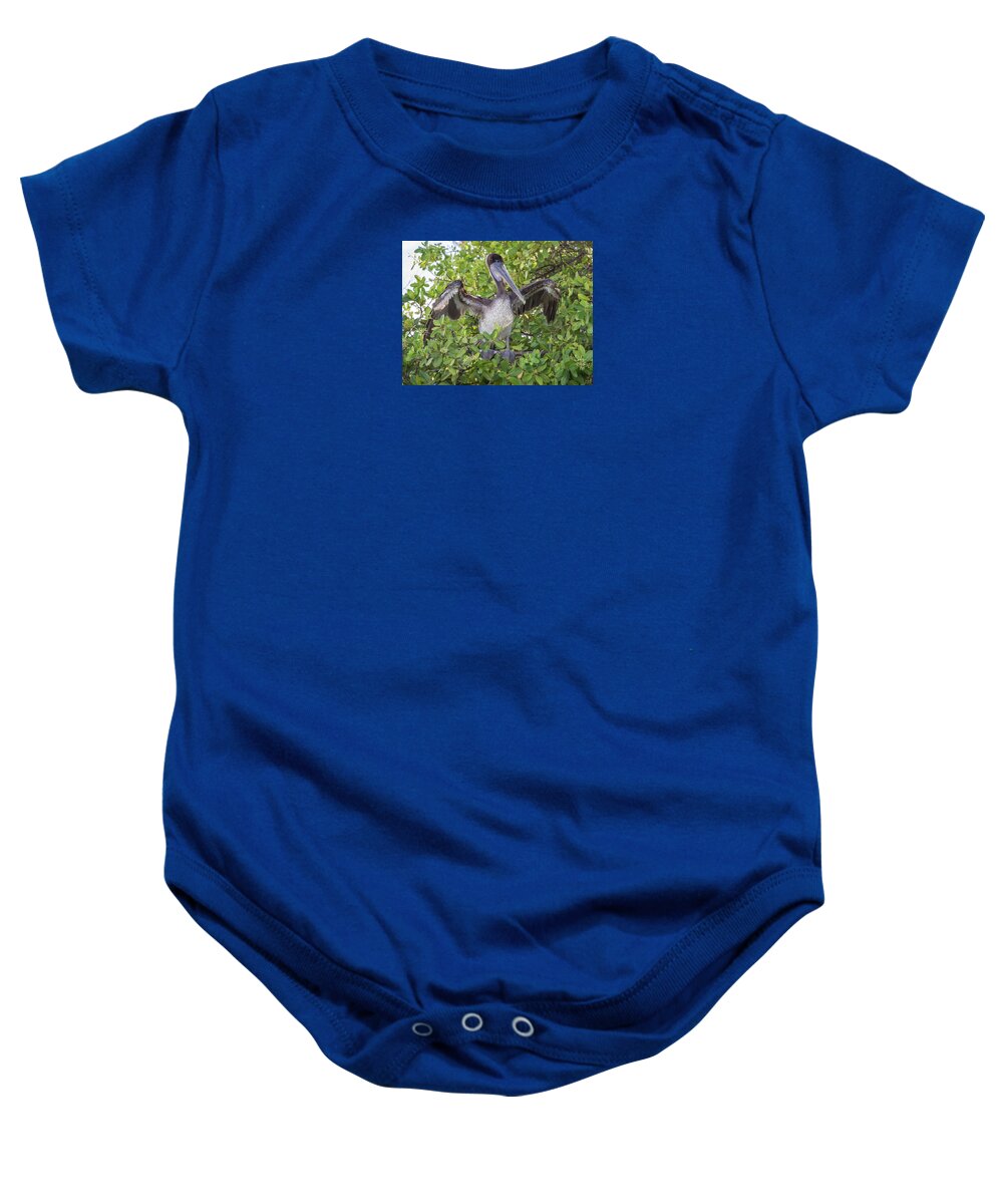 Birds Baby Onesie featuring the photograph Brown Pelican, Santa Cruz, Galapagos by Venetia Featherstone-Witty