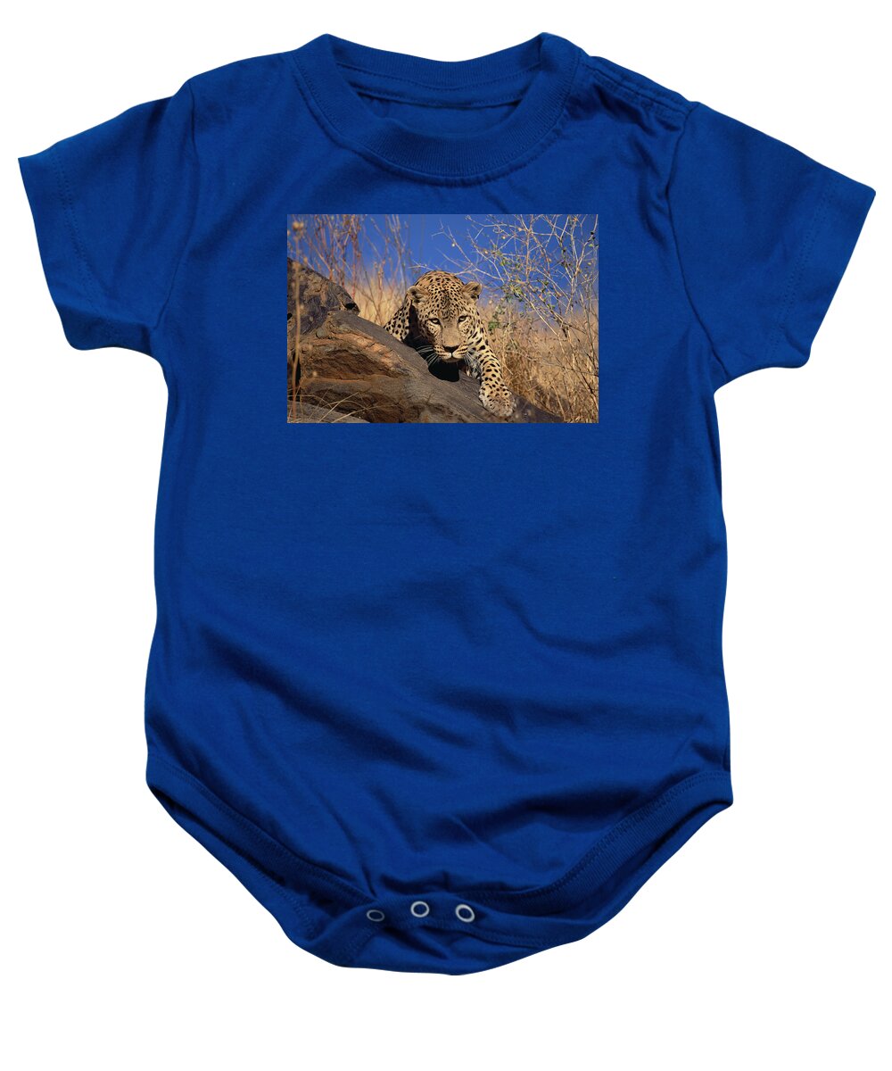 Mp Baby Onesie featuring the photograph Leopard Panthera Pardus Climbing by Konrad Wothe