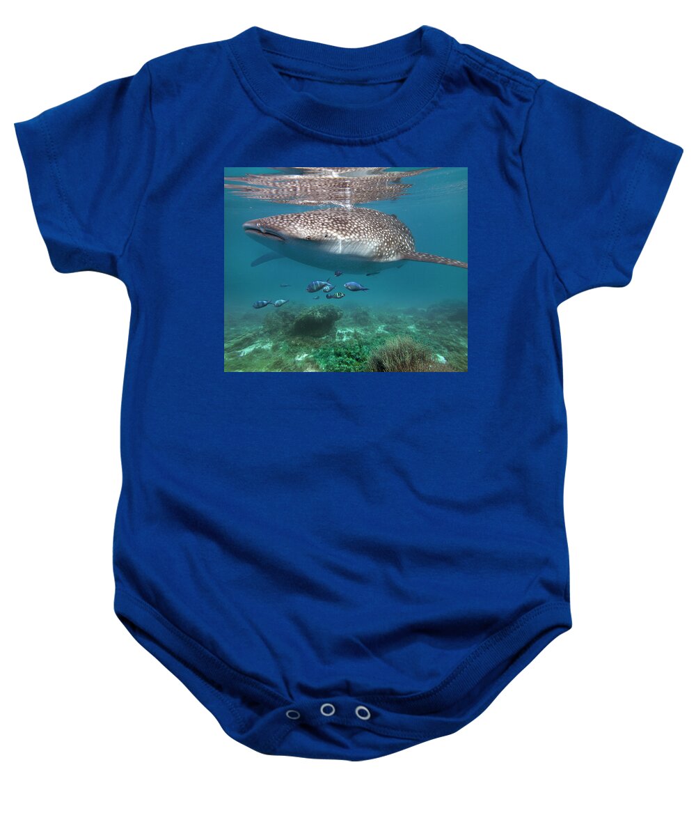 00586350 Baby Onesie featuring the photograph Whale Shark And Reef Fish, Cebu, Philippines by Tim Fitzharris