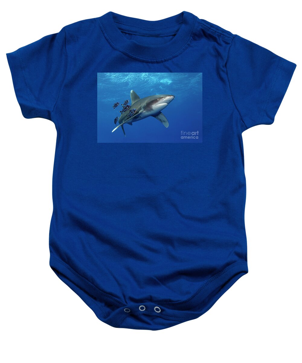 (naucrates Ductor) Baby Onesie featuring the photograph The Cruising Oceanic Whitetip Shark by Norbert Probst