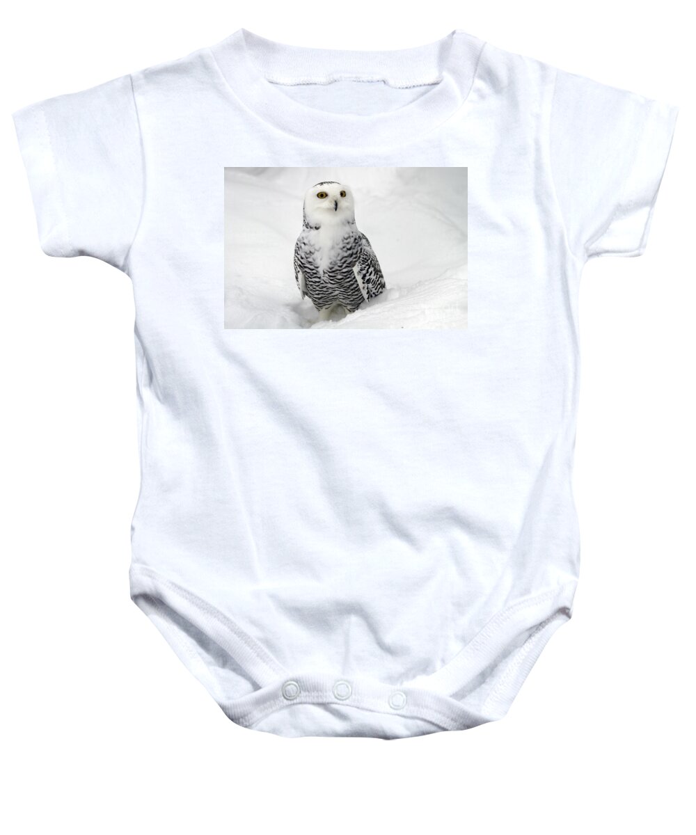 Snowy Owl Baby Onesie featuring the photograph Snowy Owl Bubo scandiacus by Lilach Weiss