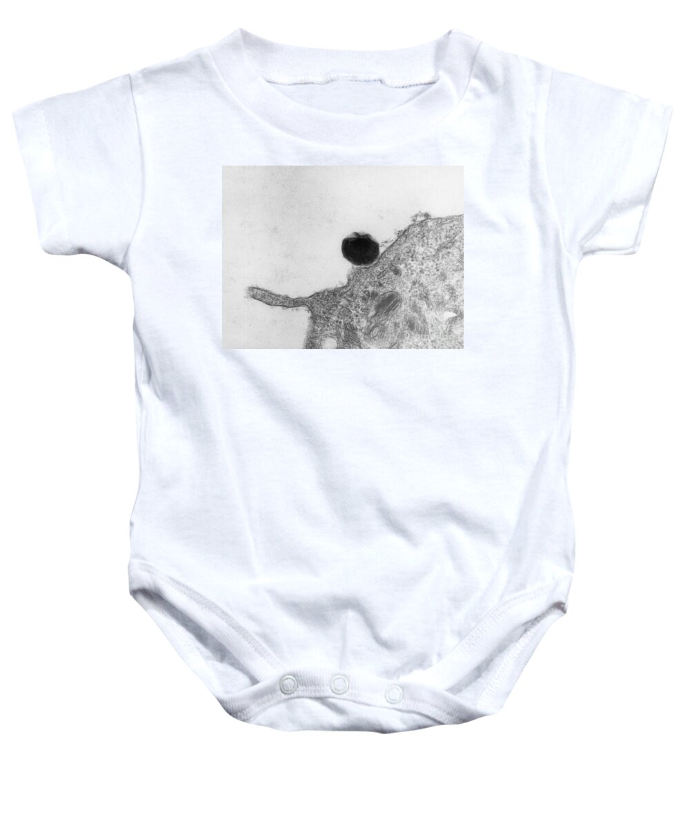 Science Baby Onesie featuring the photograph Chlamydia On Oviduct Surface, Tem #2 by David M. Phillips