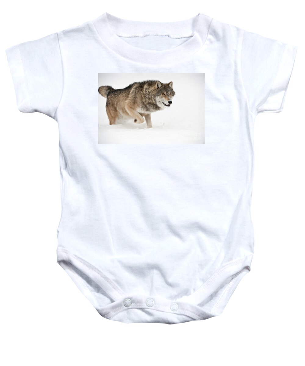 Canis Lupus Baby Onesie featuring the photograph Wolf In Winter #9 by John Shaw