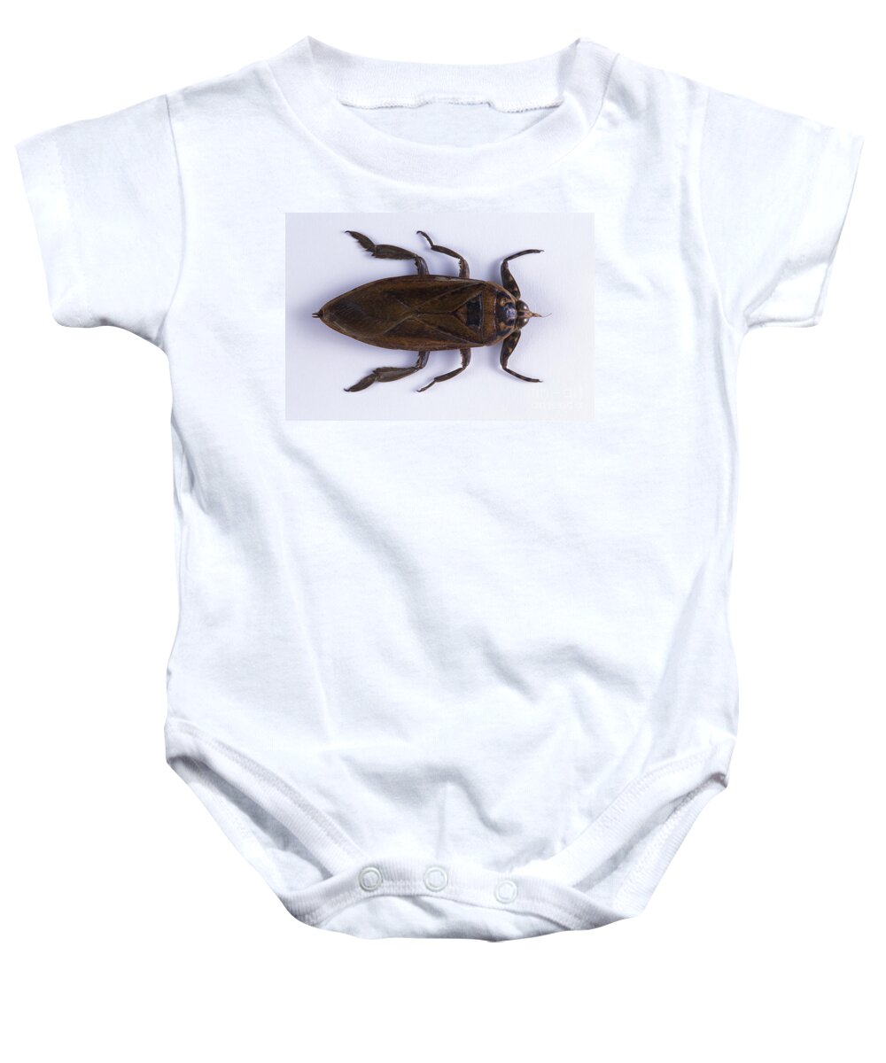 Lethocerus Grandis Baby Onesie featuring the photograph Colossus Waterbug by Barbara Strnadova