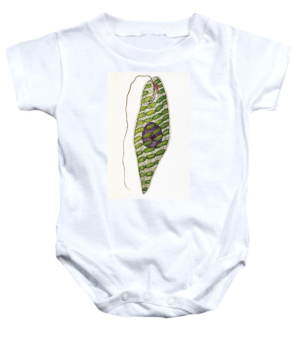 Vertical Baby Onesie featuring the photograph Euglena Splendens Euglenophyta Algae by De Agostini Picture Library