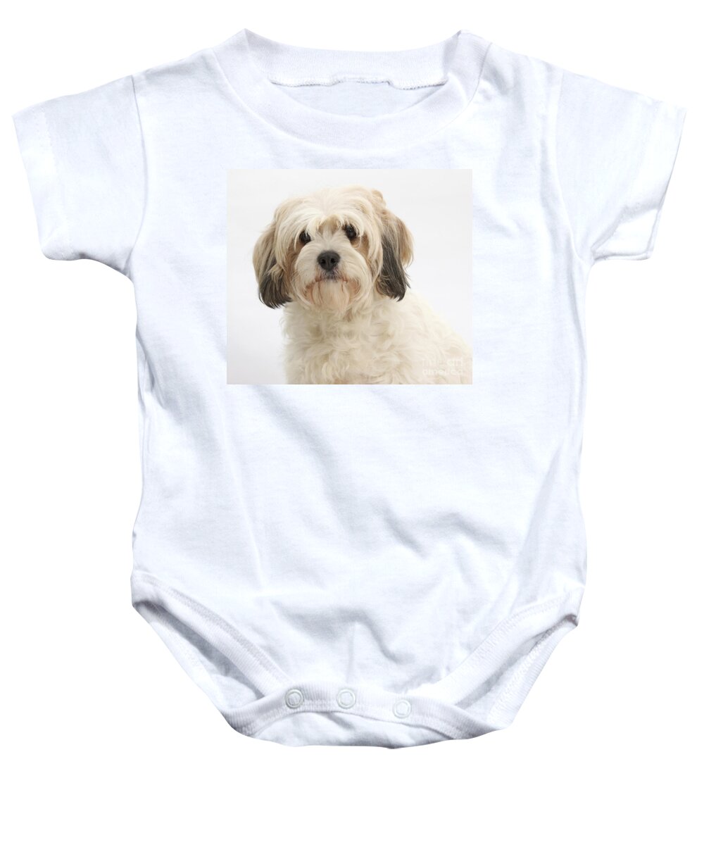 Female Cavachon Baby Onesie featuring the photograph Female Cavachon by Mark Taylor