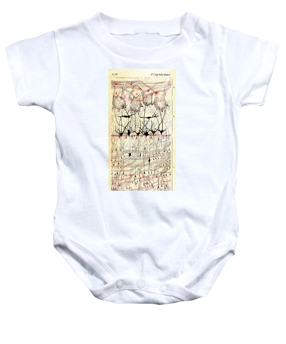 Golgi Baby Onesie featuring the photograph Golgi Olfactory Bulb of Dog by Science Source