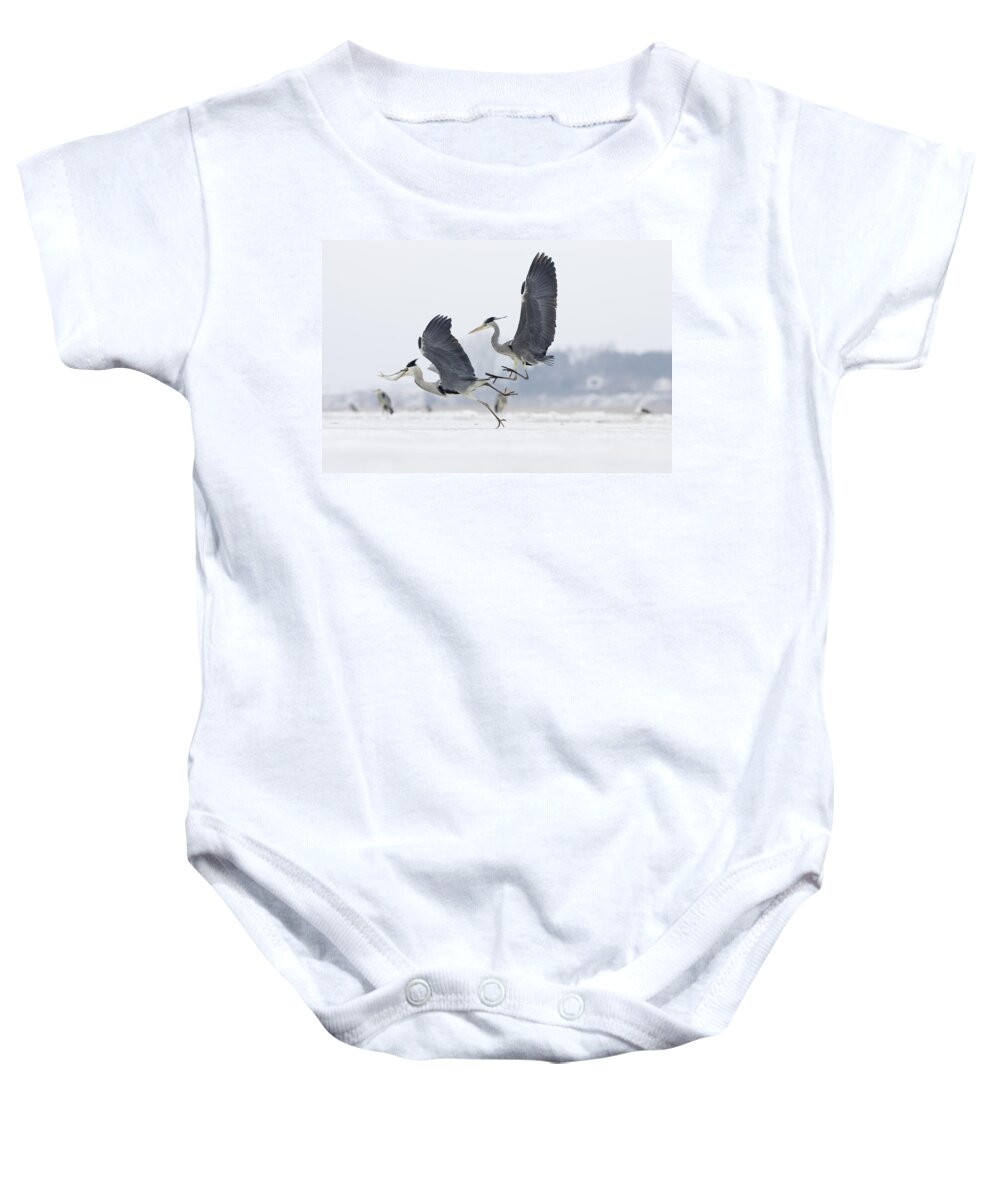 Feb0514 Baby Onesie featuring the photograph Grey Heron Pair Fighting Over Fish by Konrad Wothe