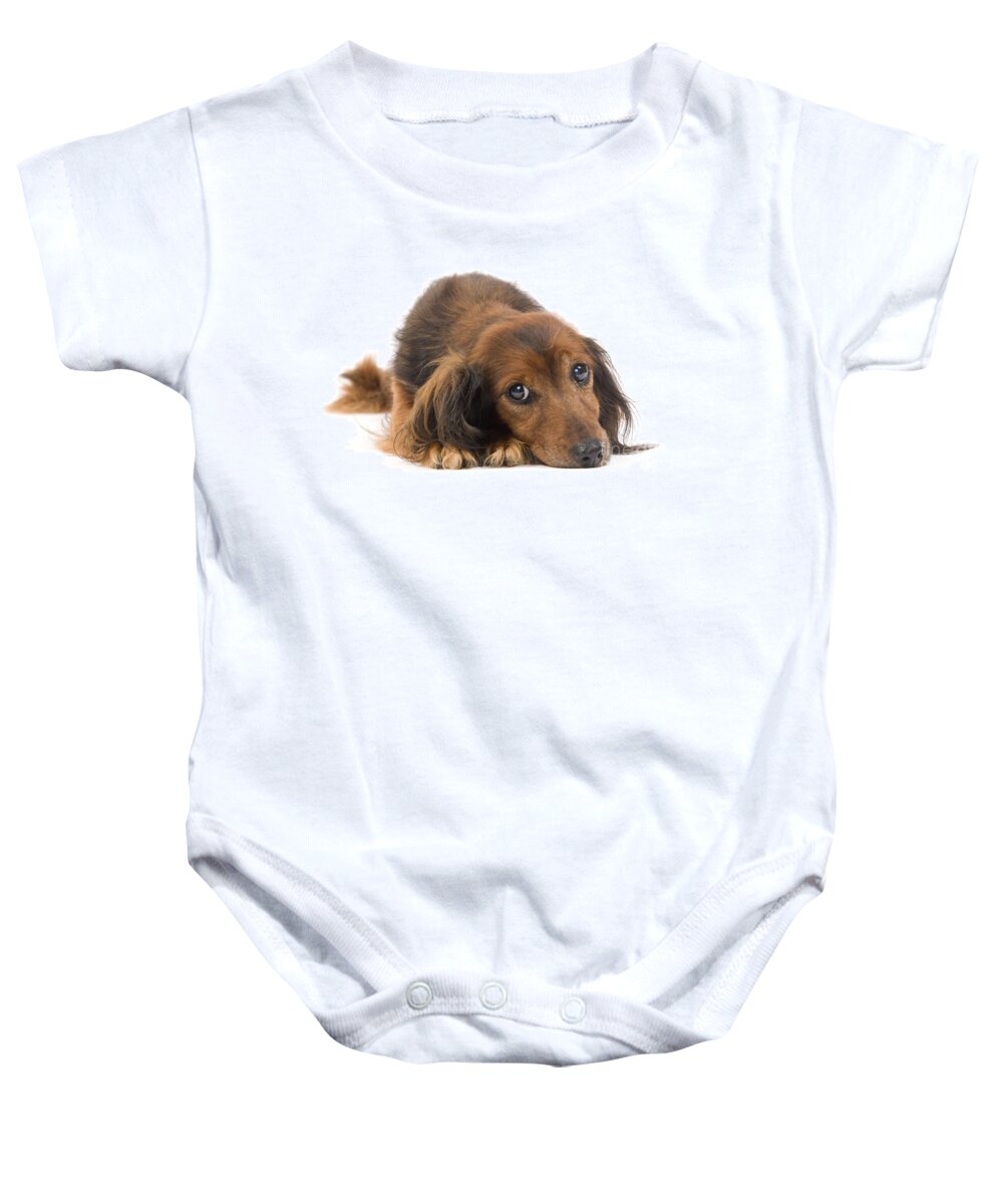 Dachshund Baby Onesie featuring the photograph Long-haired Dachshund by Jean-Michel Labat