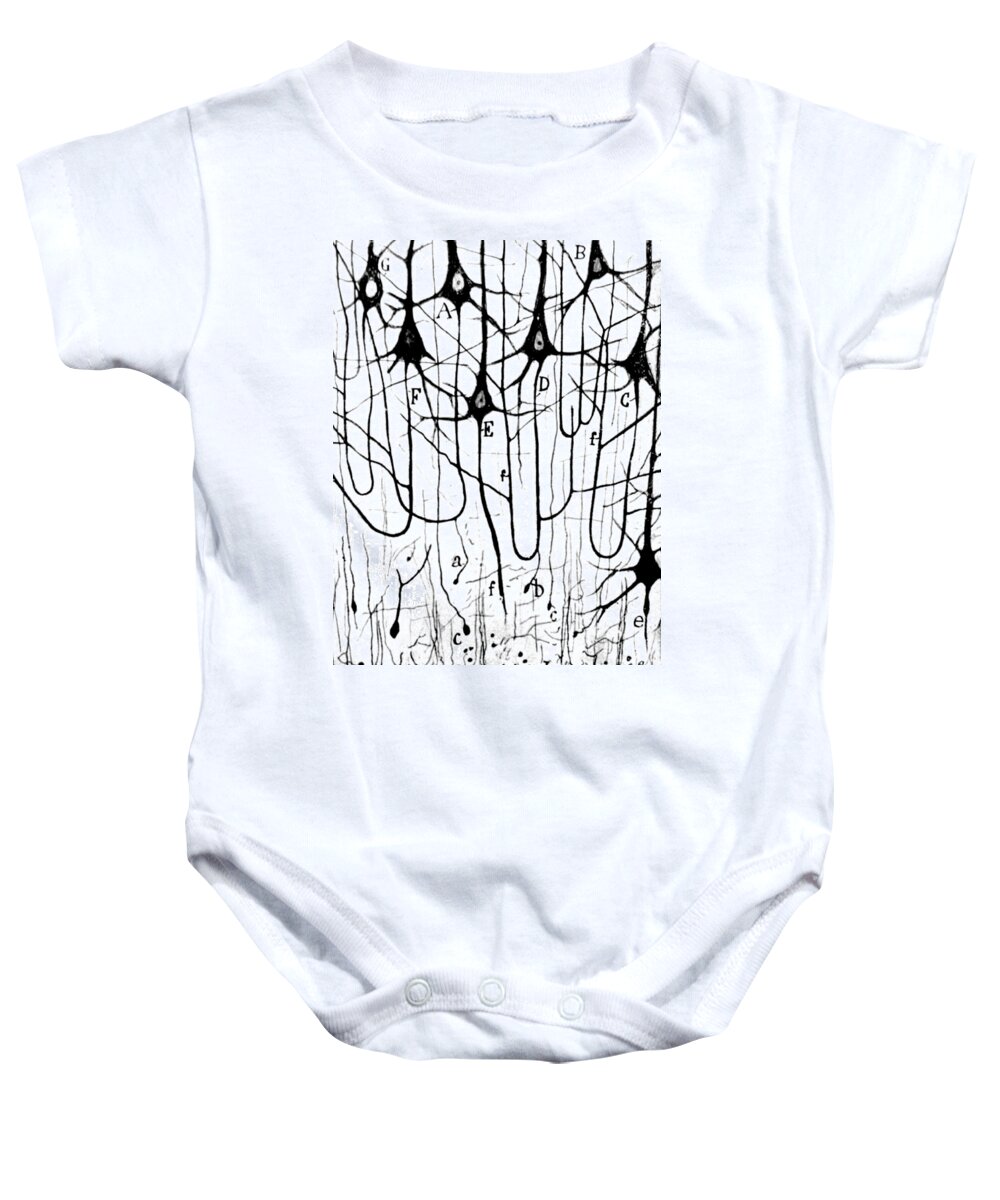 Ramon Y Cajal Baby Onesie featuring the photograph Pyramidal Cells Illustrated By Cajal by Science Source