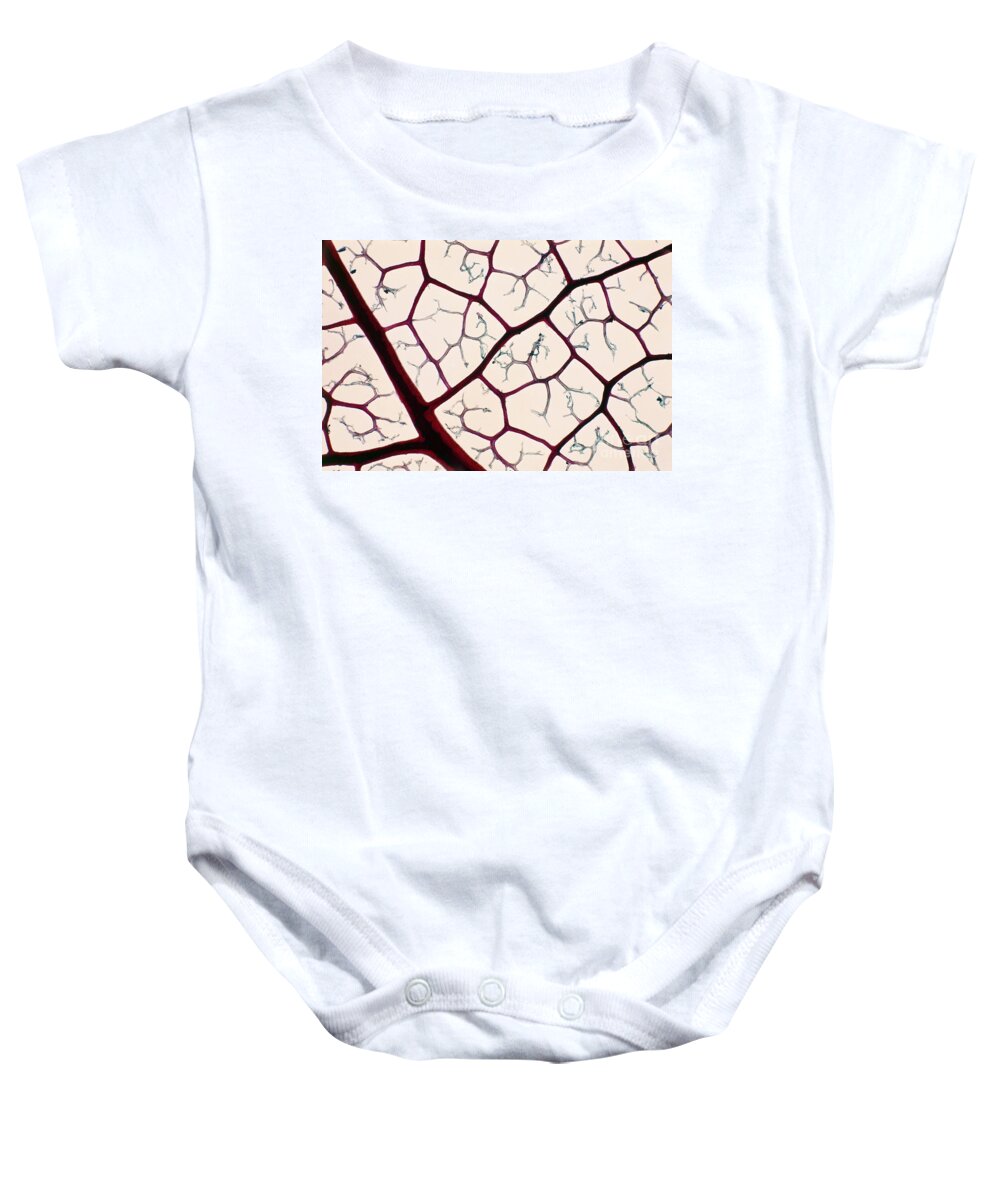 Horizontal Baby Onesie featuring the photograph Reticulation Of Leaf Veins Lm by De Agostini Picture Library