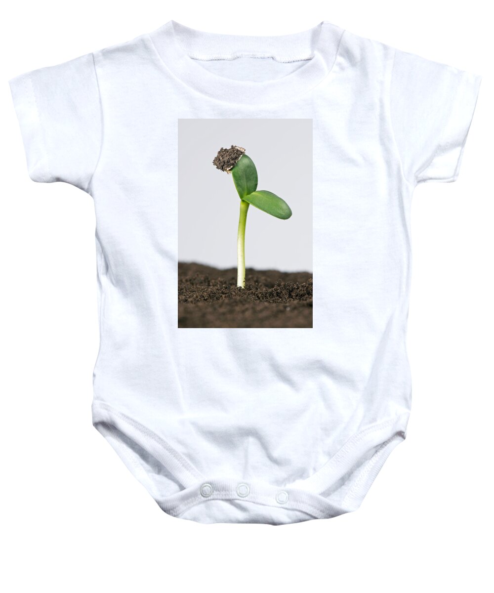 Asteraceae Baby Onesie featuring the photograph Sunflower Seed Germinating, 3 Of 5 by Nigel Cattlin