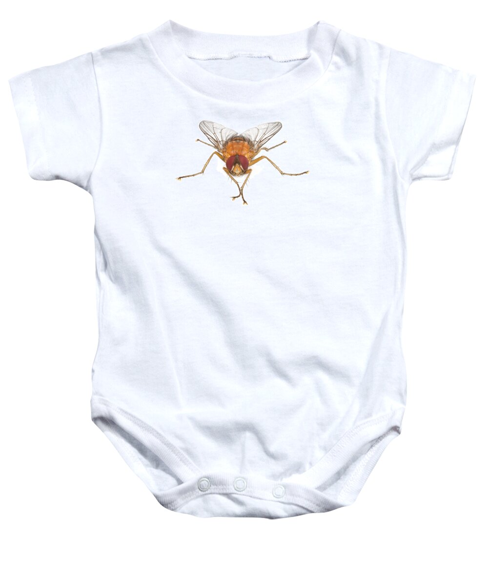 Feb0514 Baby Onesie featuring the photograph Tachinid Fly by Piotr Naskrecki