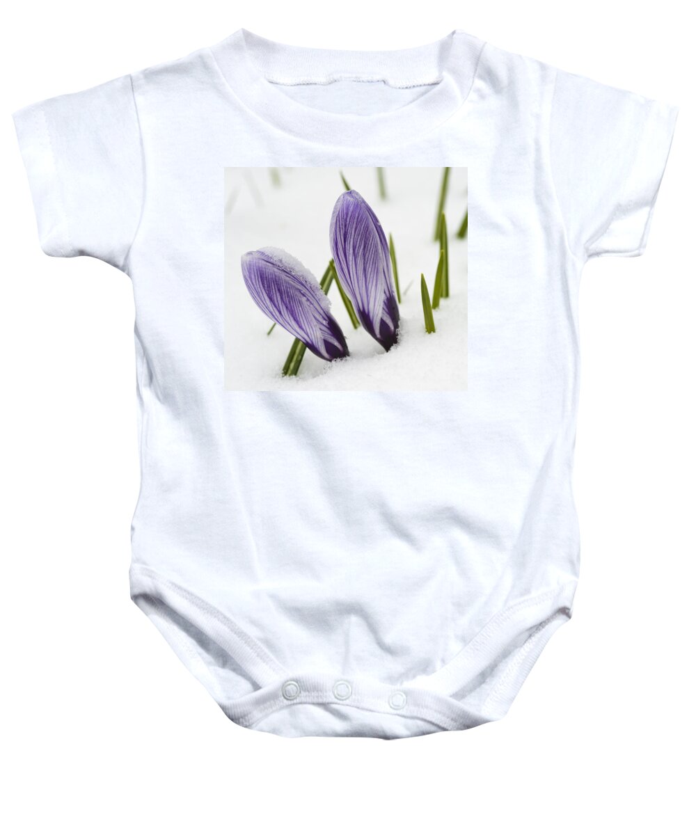 Crocus Baby Onesie featuring the photograph Two purple crocuses in spring with snow by Matthias Hauser