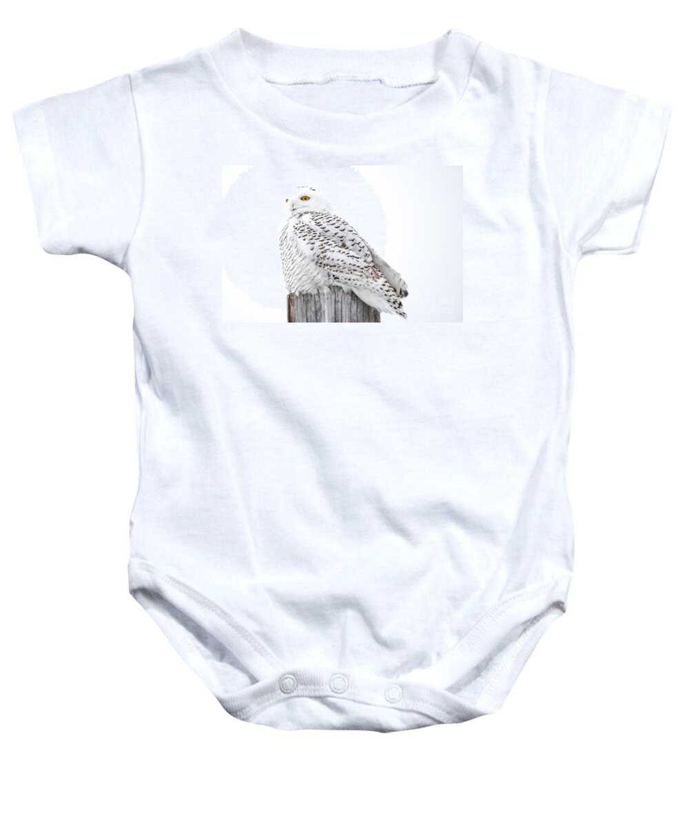 Field Baby Onesie featuring the photograph Watching Snowy Owl by Cheryl Baxter