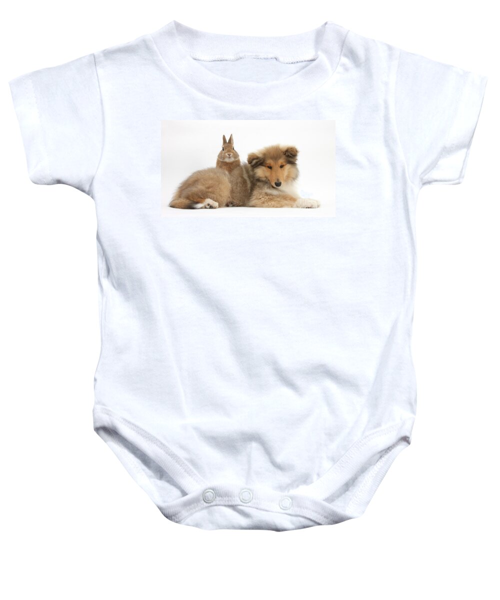 Nature Baby Onesie featuring the photograph Rough Collie Pup With Rabbit #1 by Mark Taylor