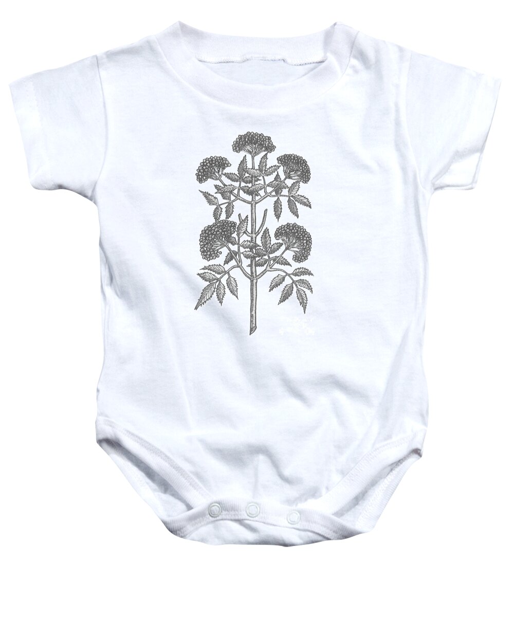 Flower Baby Onesie featuring the photograph Common Elder Tree #2 by Science Source