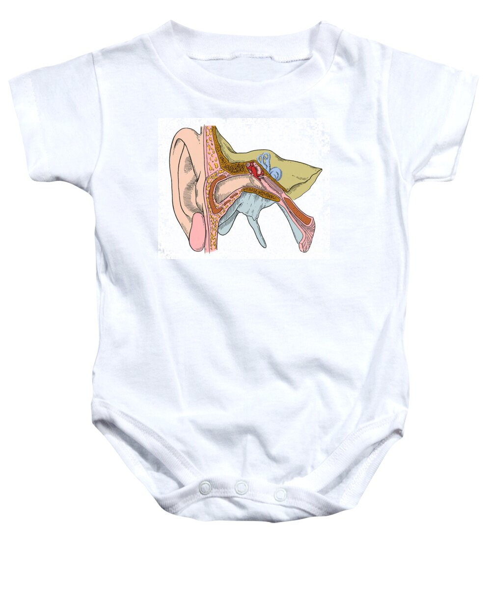 Science Baby Onesie featuring the photograph Ear Anatomy #3 by Science Source