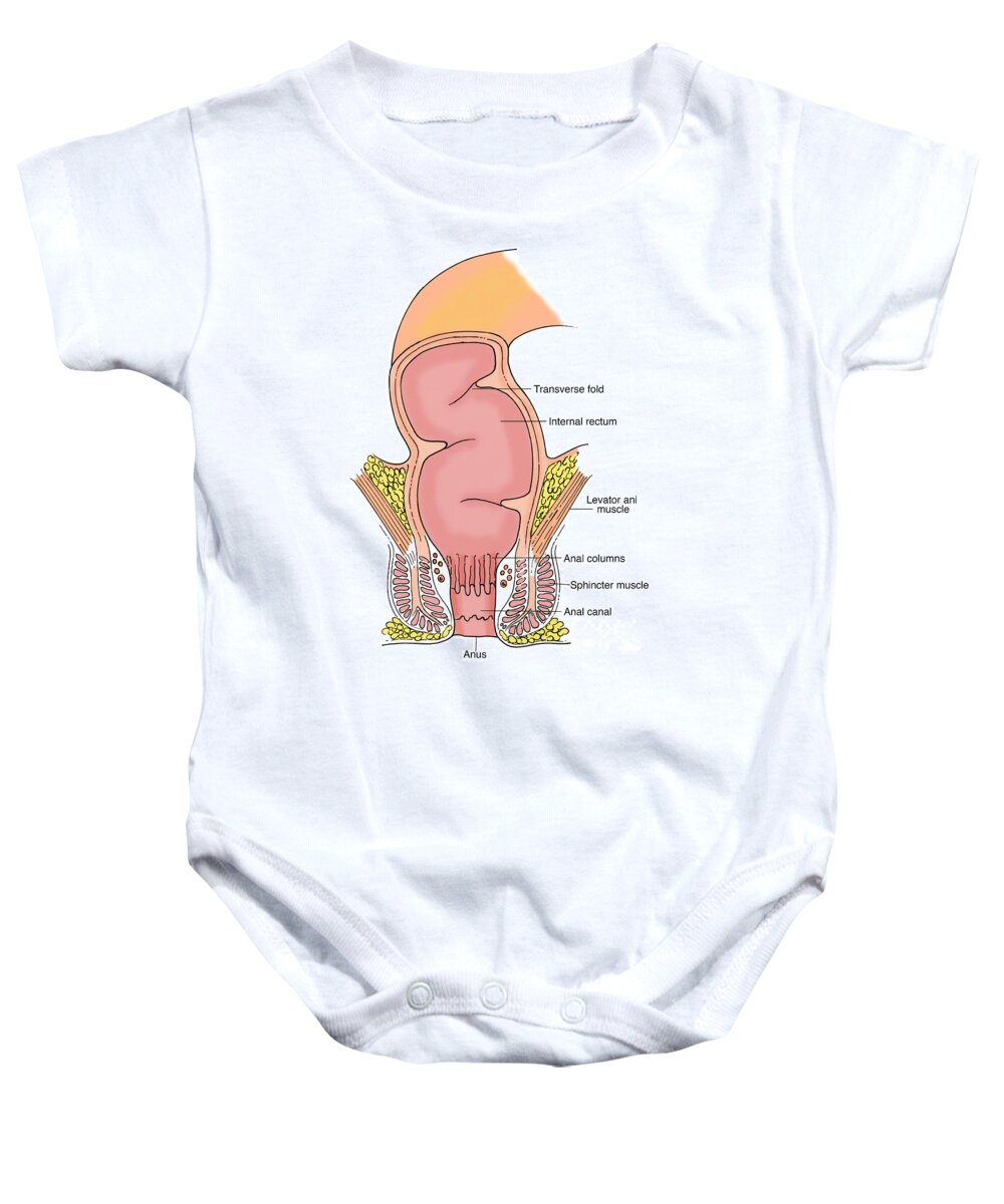 Anatomy Baby Onesie featuring the photograph Illustration Of Rectum #5 by Science Source