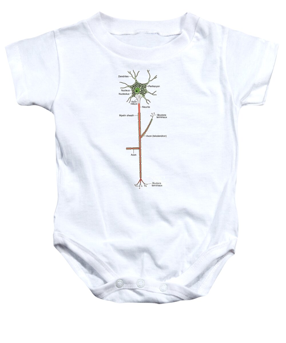 Medical Baby Onesie featuring the photograph Illustration Of Motor Neuron #8 by Science Source