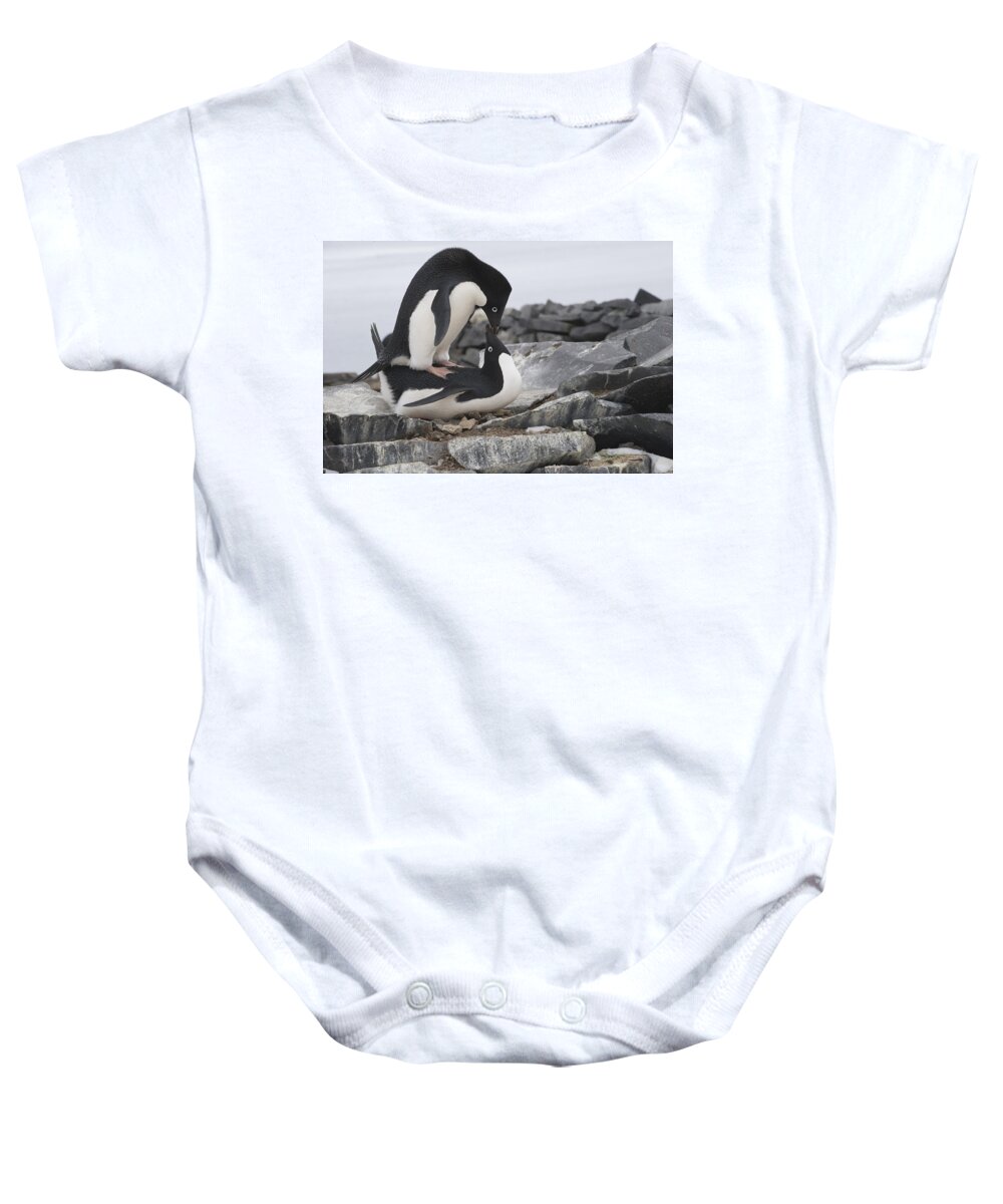 00429510 Baby Onesie featuring the photograph Adelie Penguins Mating Antarctica by Flip Nicklin