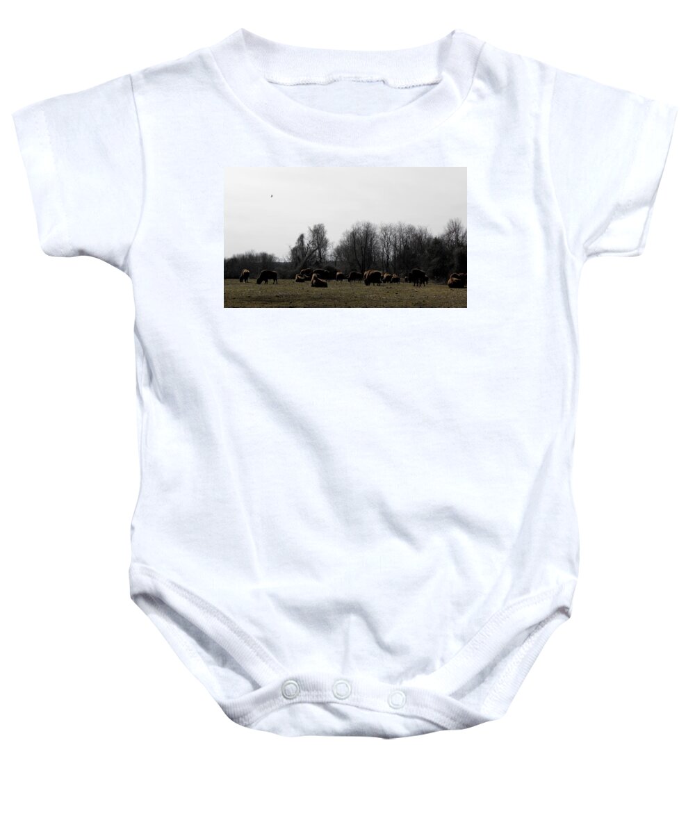 Buffalo Baby Onesie featuring the photograph Buffalo Farm in CT USA by Kim Galluzzo