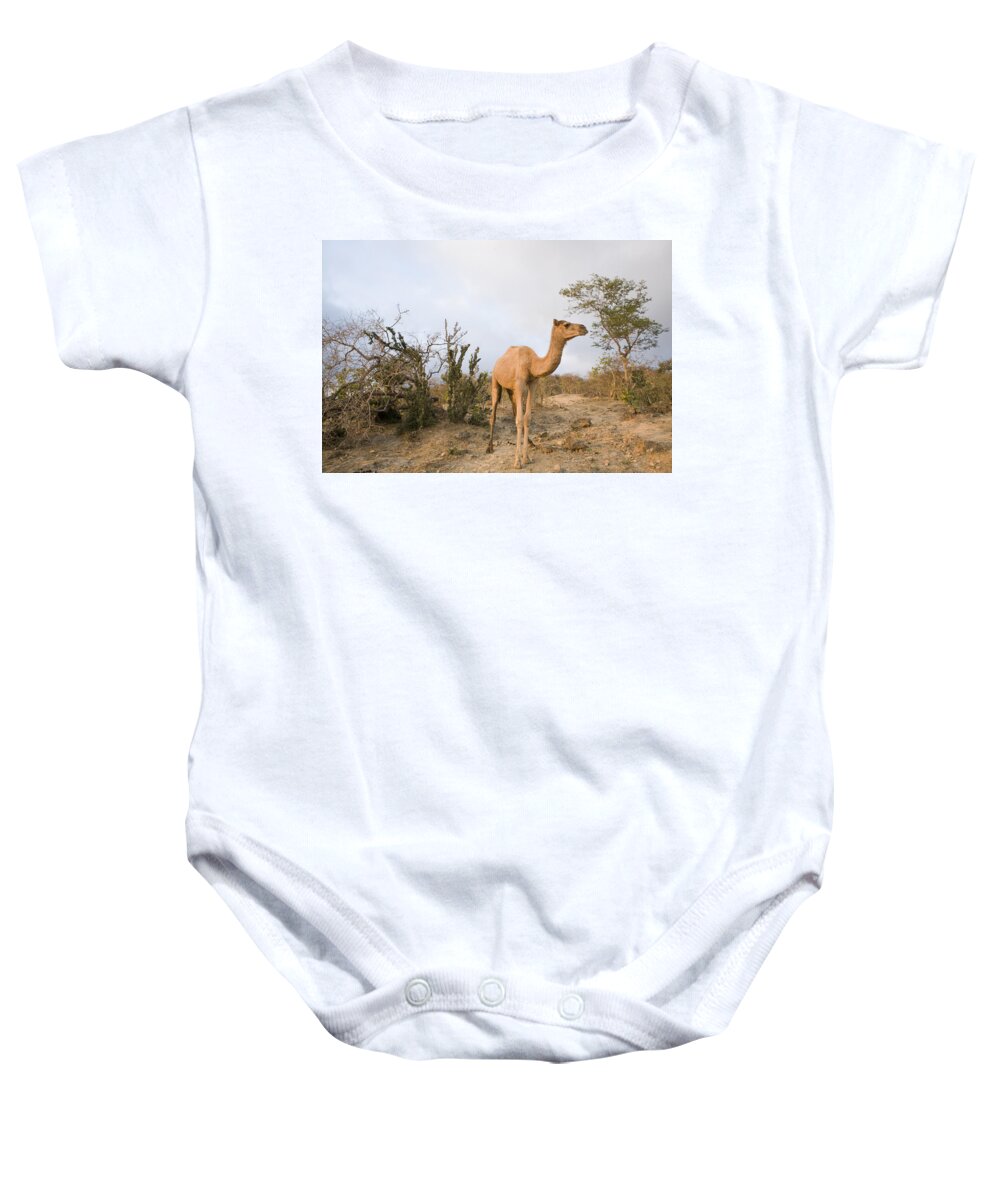 00481464 Baby Onesie featuring the photograph Dromedary Camel In Overgrazed Cloud by Sebastian Kennerknecht