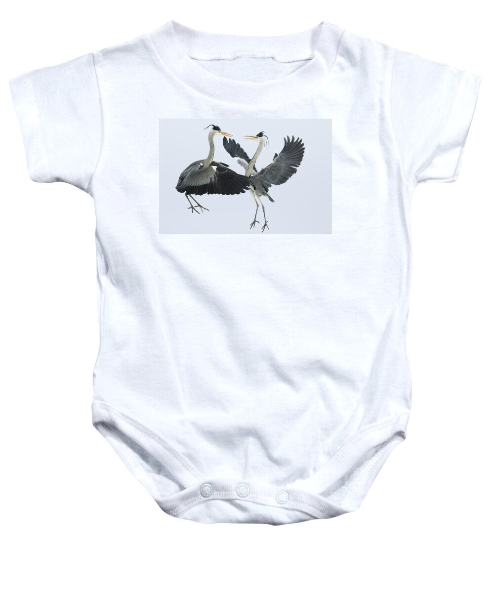 Mp Baby Onesie featuring the photograph Grey Heron Ardea Cinerea Pair Fighting by Konrad Wothe