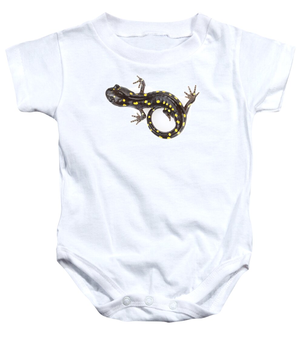 00478788 Baby Onesie featuring the photograph Spotted Salamander Connecticut by Piotr Naskrecki