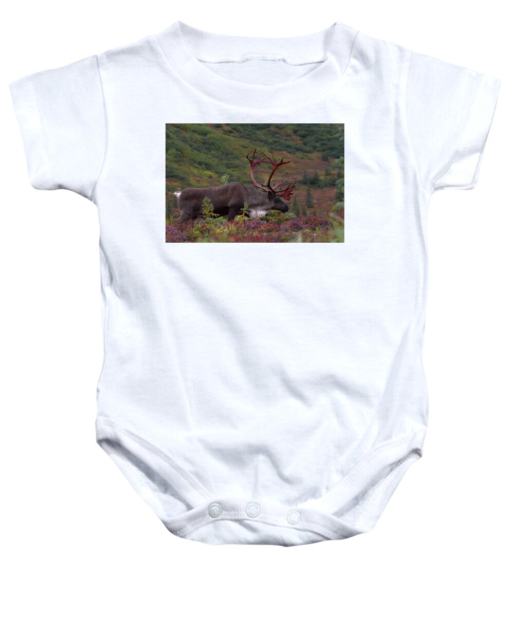 Alaska Baby Onesie featuring the photograph Denali Caribou Herd #1 by Scott Slone