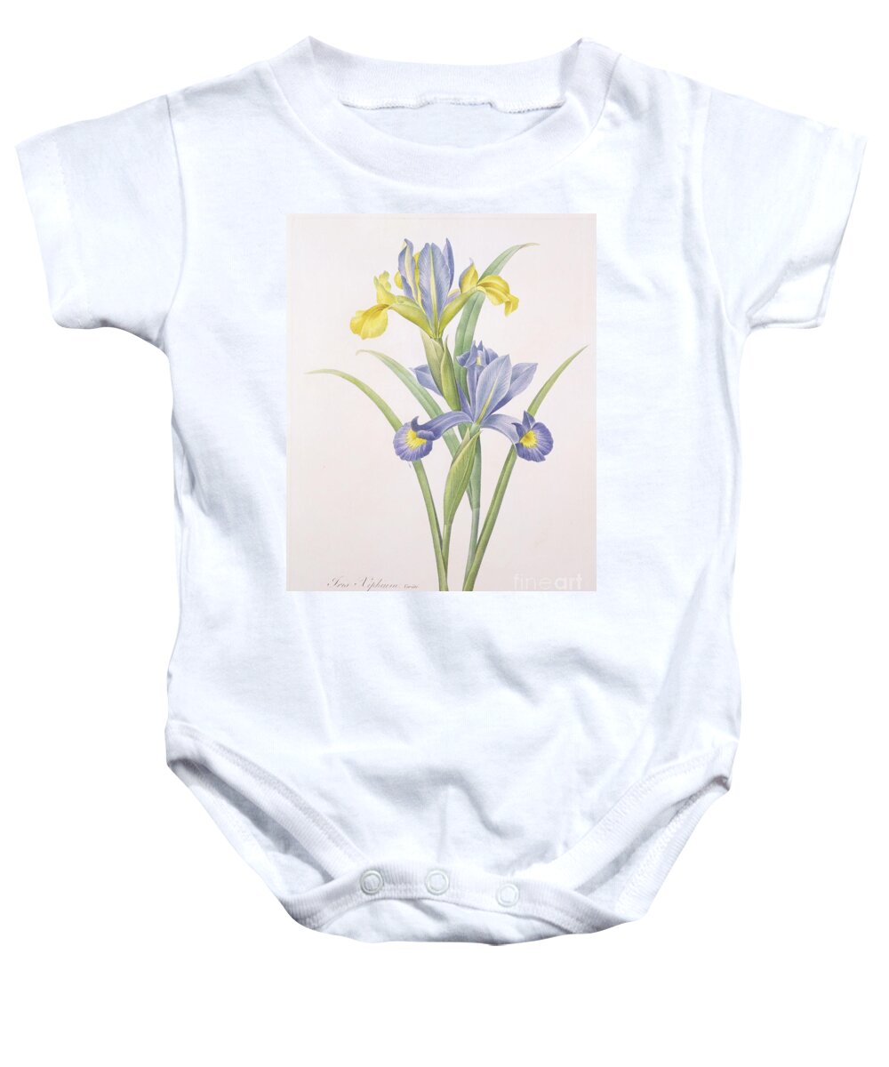 Iris Baby Onesie featuring the drawing Iris xiphium by Pierre Joseph Redoute