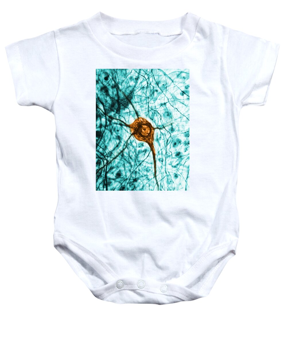Cell Baby Onesie featuring the photograph Neuron, Tem by Science Source