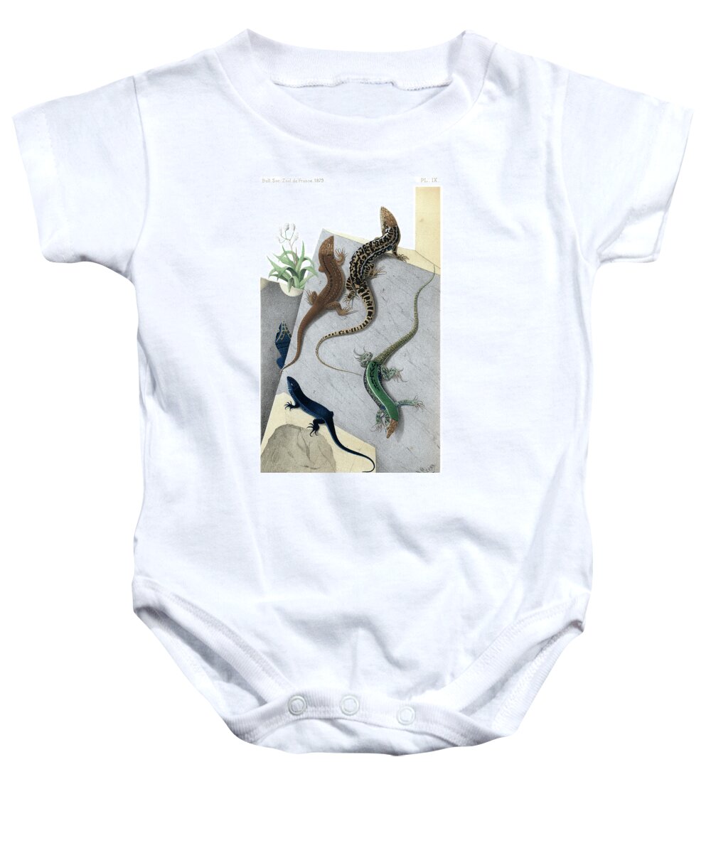 Podarcis Muralis Baby Onesie featuring the drawing Varieties of wall Lizard #2 by Jacques von Bedriaga