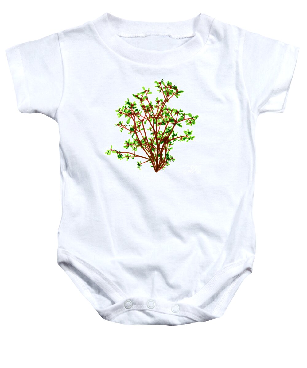 Science Baby Onesie featuring the photograph Purslane, X-ray #2 by Ted Kinsman