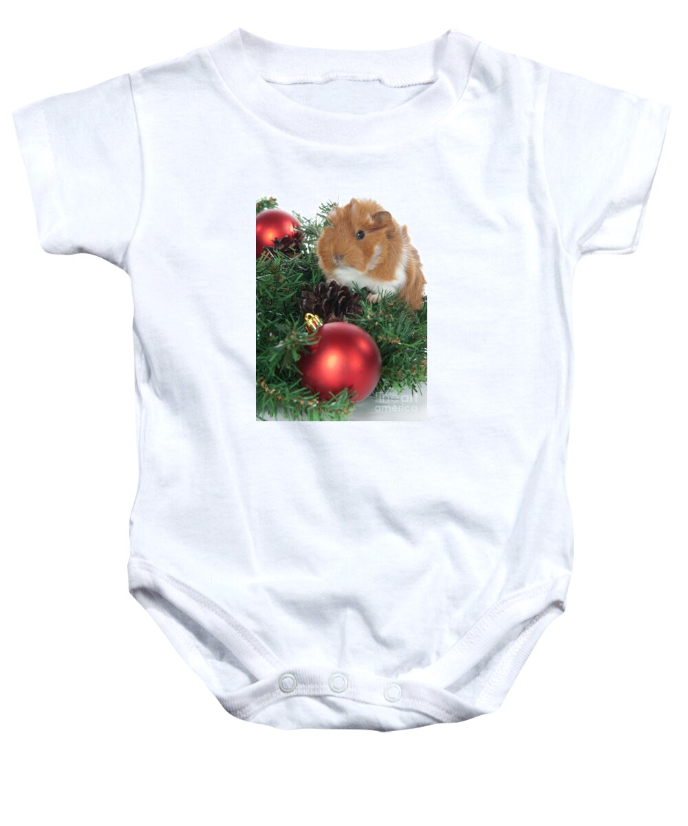 Abyssinian Guinea Pig Baby Onesie featuring the photograph Abyssinian Guinea Pigs Cavia porcellus for Christmas by Anthony Totah