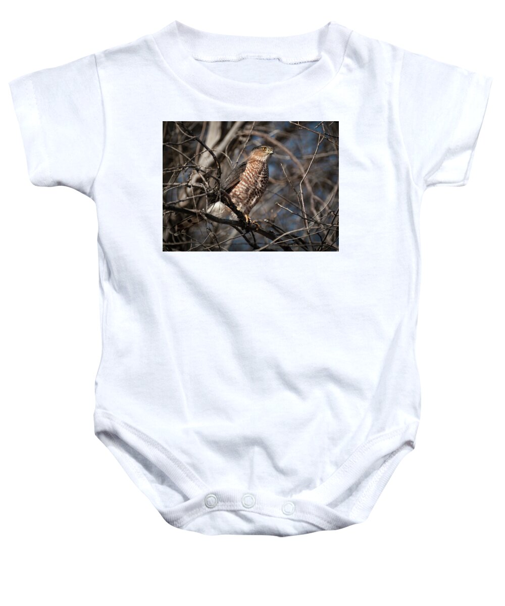 Hawk Baby Onesie featuring the photograph Adult Coopers Hawk by Rick Mosher