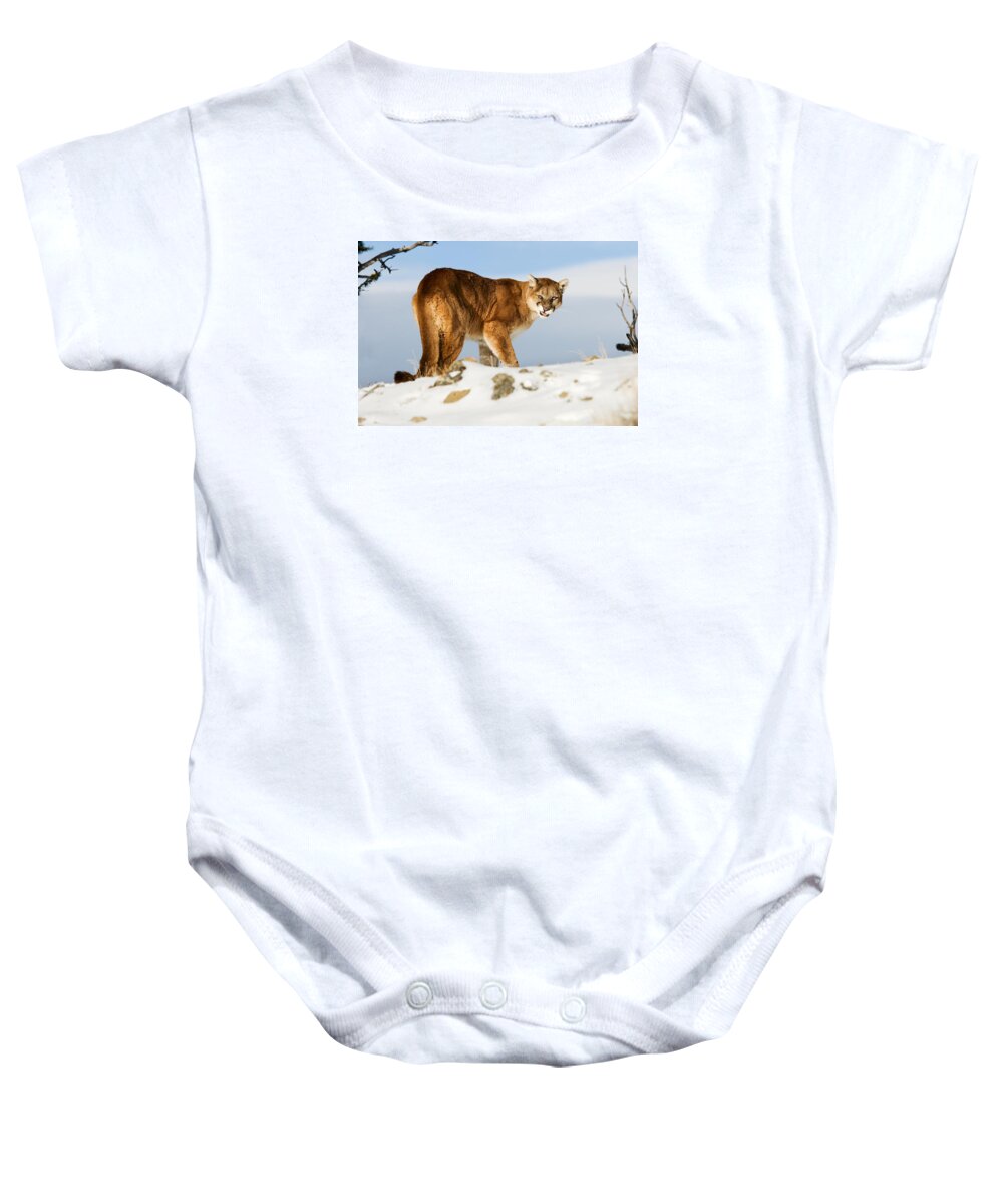 Mountain Lion Baby Onesie featuring the photograph Angry Mountain Lion by Scott Read