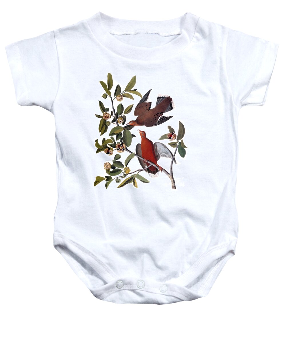 1827 Baby Onesie featuring the photograph Audubon: Dove, (1827-38) by Granger